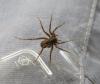 Pardosa sp.
